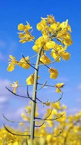 Canola Flower Macro Iphone 6 Plus Wallpaper Flower Iphone Wallpaper Canola Flower Nature Backgrounds Iphone