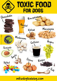 Maybe you would like to learn more about one of these? Toxic Food For Dogs Mika Dog Training