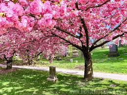 Check spelling or type a new query. Best Places To See Cherry Blossoms In Nyc Hello Little Home