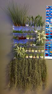 Wholesale air plant and bulk/corporate orders welcome! Finished The Air Plant Sale Rack In My Shop And It Is Just So Satisfying To Look At Airplants