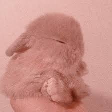 Bunny Habbit Cute Easthetic Pink Aesthetic Brown Aesthetic Bunny