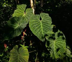 Check spelling or type a new query. The Philo Philes Part I Exotica Esoterica