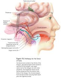 Image result for Taste Sensation