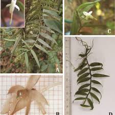 Image result for Tridactyle stevartiana