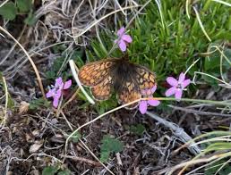 Image result for Fuirena abnormalis