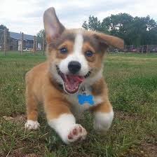 12 Pembroke Welsh Corgi Property Laws Happy Puppy Cute Dogs Corgi Dog