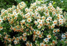 Image result for Pereskia aculeata