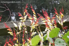 Image result for Lobelia lobata