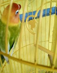 Sebelum kalian membuat kandang ternak lovebird sederhana, anda harus menentukan diameter sangkar dengan kebutuhan burung. Cara Membuat Kandang Ternak Lovebird Dari Kayu Bekas Ketikanku