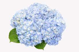 Soft Blue Hydrangea Make Us Happy Grown In Ecuador By Royal Flowers Blue Hydrangea Flowers Hydrangea