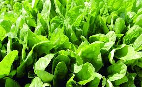 Image result for Spinacia