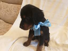 We are not responsible for transactions for animals you find on this site. Gordon Setter For Sale In The City Of St Petersburg Russian Federation Price 414 Announcement 5756