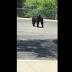 Video: Bear spotted in Jacksonville Chili's parking lot