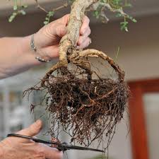 Bonsai Tipps Zum Schnitt In 2020 Bonsai Feengarten Pflanzen Schnell Wachsende Baume