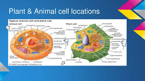 Signal transduction is the process of transferring a signal throughout an organism, especially across or through a cell.signal transduction relies on proteins known as receptors, which wait for a chemical, physical, or electrical signal. Nucleolus Peroxisomes Ppt Download