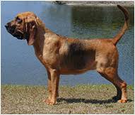 Bloodhound Dog Breed Facts And Personality Traits Hills Pet