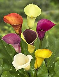 Robot Check Calla Lily Bulbs Lily Bulbs Calla Lily