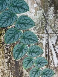 Monstera Dubia Plant In 2x2x7 Pot Plants Rare Plants Monstera