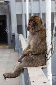 Kanonen und befestigungen wo man auch hinsieht. Gibraltar Affen Oder Berberaffe Sitzt Auf Dem Zaun Am Oberen Rand Der Felsen Uber Gibraltar Lizenzfreie Fotos Bilder Und Stock Fotografie Image 69418532