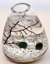 Marimo Terrarium Rolling Vase Japanese Moss Ball Aquarium Etsy Marimo Moss Ball Aquarium Japanese Moss Balls