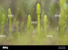 Image result for Lycopodiella caroliniana