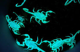 Scorpion, any of approximately 1,500 elongated arachnid species characterized by a segmented curved tail tipped with a venomous stinger at the rear of the body and a pair of grasping pincers at the. Why Do Scorpions Glow In The Dark And Could Their Whole Bodies Be One Big Eye Discover Magazine