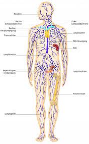 Das menschliche lymphsystem schauen sie sich diese coole ursprünglichen anatomischen diagramm von 1908 zeigt eine nahaufnahme des menschlichen lymphatischen systems. Lymphsystem Aus Dem Gesundheitslexikon Gesundheit Medizin Und Heilkunde Auf Wissen De