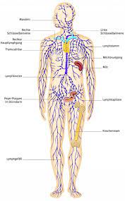 Der feinbau des thymus ist durch die gliederung des parenchyms in. Lymphsystem Aus Dem Gesundheitslexikon Gesundheit Medizin Und Heilkunde Auf Wissen De