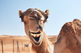 You know what day it is? 45 Hump Day Memes To Get You Through The Rest Of The Week Inspirationfeed