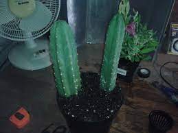 Under ideal conditions, san pedr cactus can grow up to 18 inches per year and will readily shoot off new pups (branches). Check Out My New San Pedro Cacti From Home Depot Botanicals Mycotopia