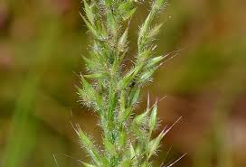 Image result for Arundinella