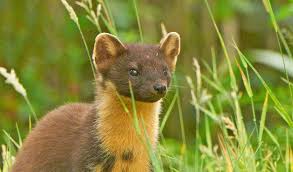The Pine Marten Martes Martes Is An Animal In The Weasel Family Native To Britain Northern Europe Pine Martens Are Pine Marten Martin Animal Wildlife Facts