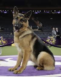 According to the fci, the breed's english language name is german shepherd dog. German Shepherd From Wisconsin Wins Best In Show At Westminster Mpr News