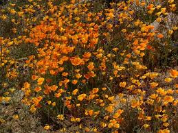 Image result for Eschscholzia