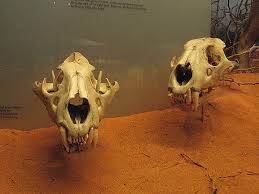 La leyenda de los leones come hombres de tsavo. Thread By Wikihilos On Thread Reader App Thread Reader App