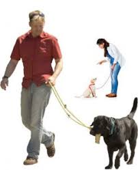 How much do trainers make? Online Dog Trainer Certification Course Iscdt Dog Trainer School