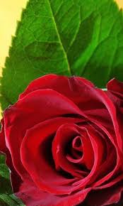 Hd desktop wallpapers | 4k hd » nature » rose love. Free Download Captura De Pantalla De 3d Love Rose Live Wallpaper Para Android 307x512 For Your Desktop Mobile Tablet Explore 50 Rose Live Wallpaper Free Rose Wallpaper Red Rose