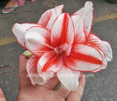 Image result for Amaryllidaceae