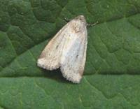 Image result for Photedes minima