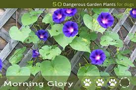 Morning Glory Poisonous Plants For Dogs Plants Garden Plants Poisonous Plants