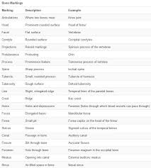 E Book 03 Bone Structure Bone Markings