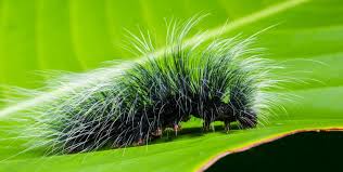 A small, long animal with many legs that feeds on the leaves of plants, and develops into a…. The Hearty Hearty Caterpillar Advanced Science News
