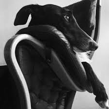 Black And White Hound Man S Best Friend With Images Grey Hound Dog Beautiful Dogs Italian Greyhound