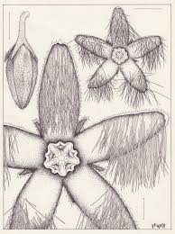 Image result for Apocynaceae subfamily Periplocoideae