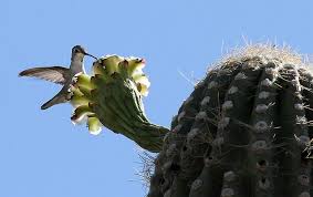 Hummingbird feeders have to be cleaned and refilled regularly, since the sugar solution ferments quickly outdoors. Hummingbird And Saguaro By Searchnetmedia Via Flickr Cactus Cactus Flower Saguaro Cactus