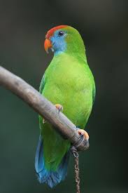 Black Bird With White Tail Philippines New Parrot And Mouse Species Discovered In Philippines Parrot Parrot Bird Pet Birds