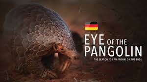 The chinese pangolin (manis pentadactyla) is a pangolin native to the northern indian subcontinent, northern parts of southeast asia and southern china.it has been listed as critically endangered on the iucn red list since 2014, as the wild population is estimated to have declined by more than 80% in three pangolin generations, equal to 21 years. Eye Of The Pangolin German Subtitles Official Film Hd The Search For An Animal On The Edge Youtube