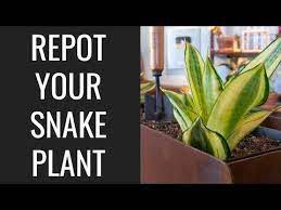 Repotting Snake Plant How To Do It The Right Way Epic Gardening Snake Plant Plants Snake Plant Care