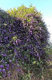 Image result for Hardenbergia comptoniana