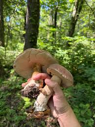 Image result for Boletus variipes
